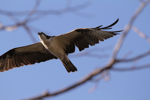 iNaturalist observation photo of Osprey