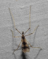 Erioptera venusta