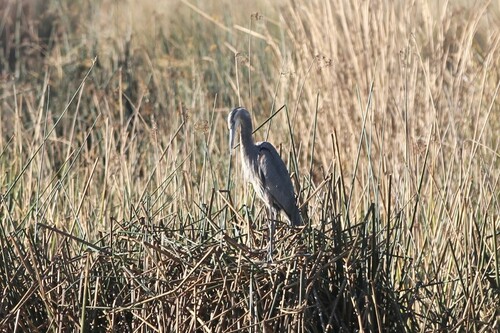 iNaturalist observation photo of Great Blue Heron