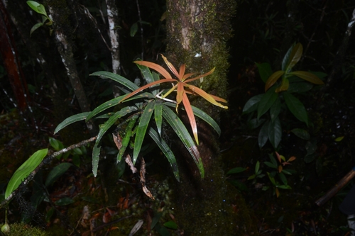 Podocarpus neriifolius observed 2025-01-11