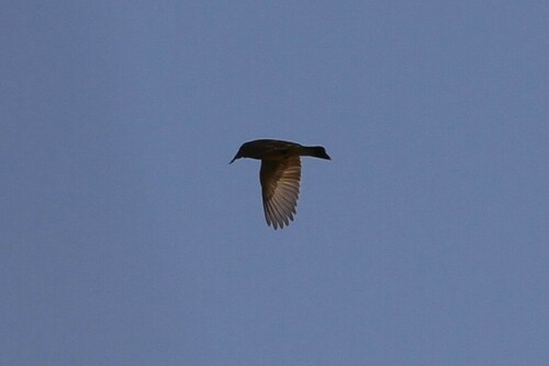 iNaturalist observation photo of Cassin's Kingbird