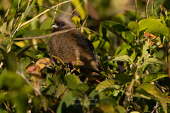 Colius striatus rhodesiae