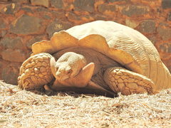 Centrochelys sulcata