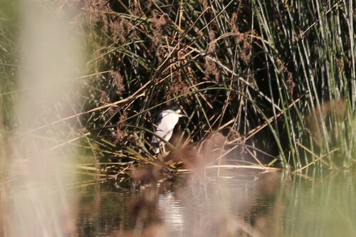 iNaturalist observation photo of Black-crowned Night Heron