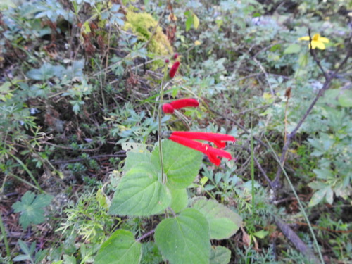 Salvia elegans