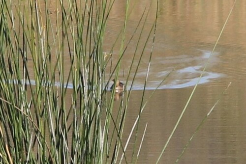 iNaturalist observation photo of Pied-billed Grebe