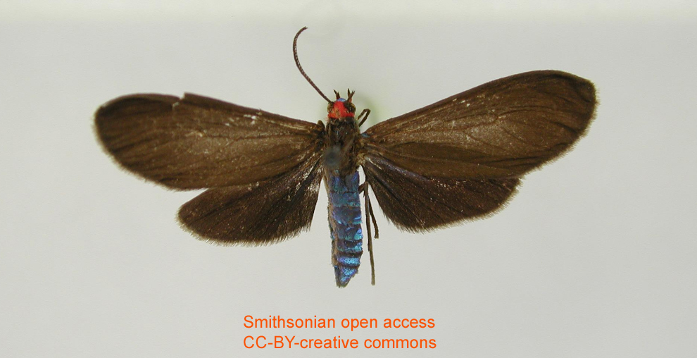 Uranophora chejelia