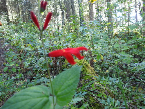 Salvia elegans
