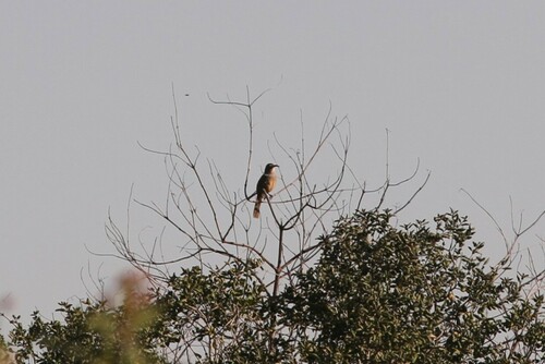 iNaturalist observation photo of California Thrasher