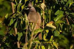 Colius striatus rhodesiae