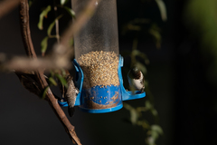 Spermestes cucullata scutata