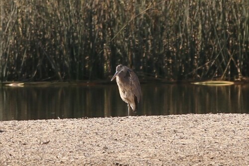 iNaturalist observation photo of Great Blue Heron