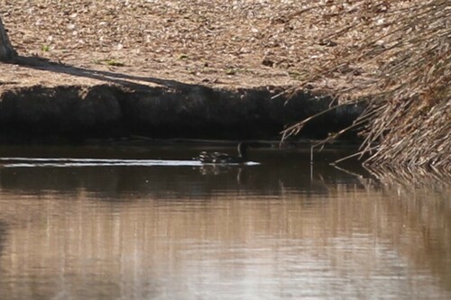 iNaturalist observation photo of Common Gallinule