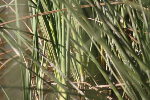 iNaturalist observation photo of Common Yellowthroat