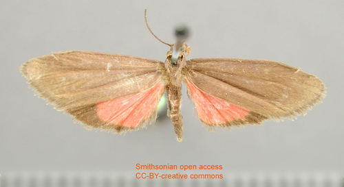 Nodozana fifina