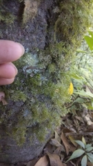 Homaliodendron flabellatum