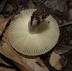 Russula pectinatoides