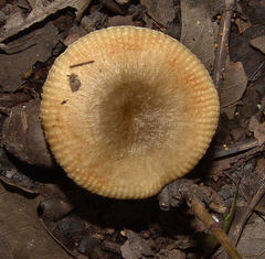 Russula pectinatoides