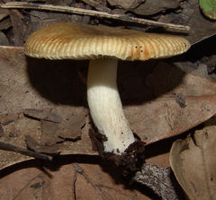 Russula pectinatoides