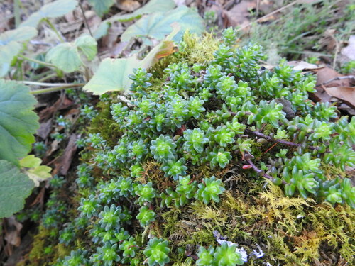 Sedum oaxacanum