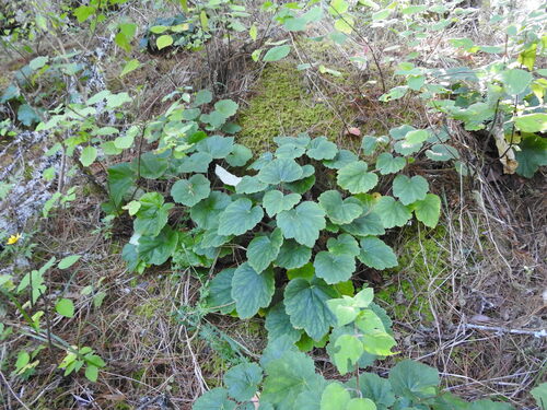 Heuchera longipetala