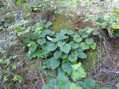 Heuchera longipetala