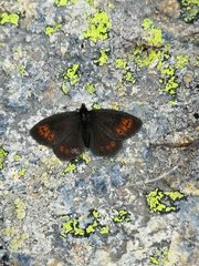 Erebia epiphron