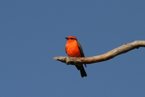 iNaturalist observation photo of Vermilion Flycatcher