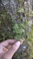 Homaliodendron flabellatum