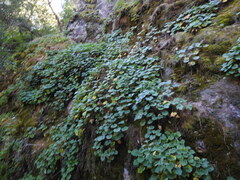Heuchera longipetala, photograph (c) Leticia Jiménez Hernández, some rights reserved (CC BY-SA)