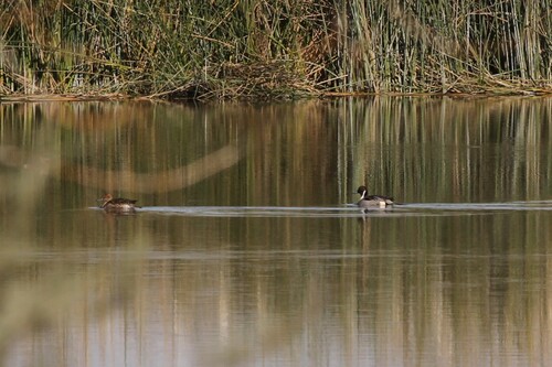iNaturalist observation photo of Northern Pintail