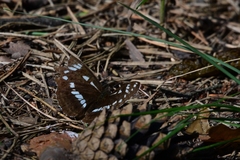 Limenitis helmanni