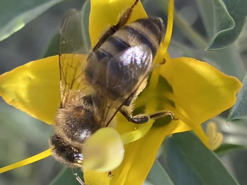 iNaturalist observation photo of Western Honey Bee