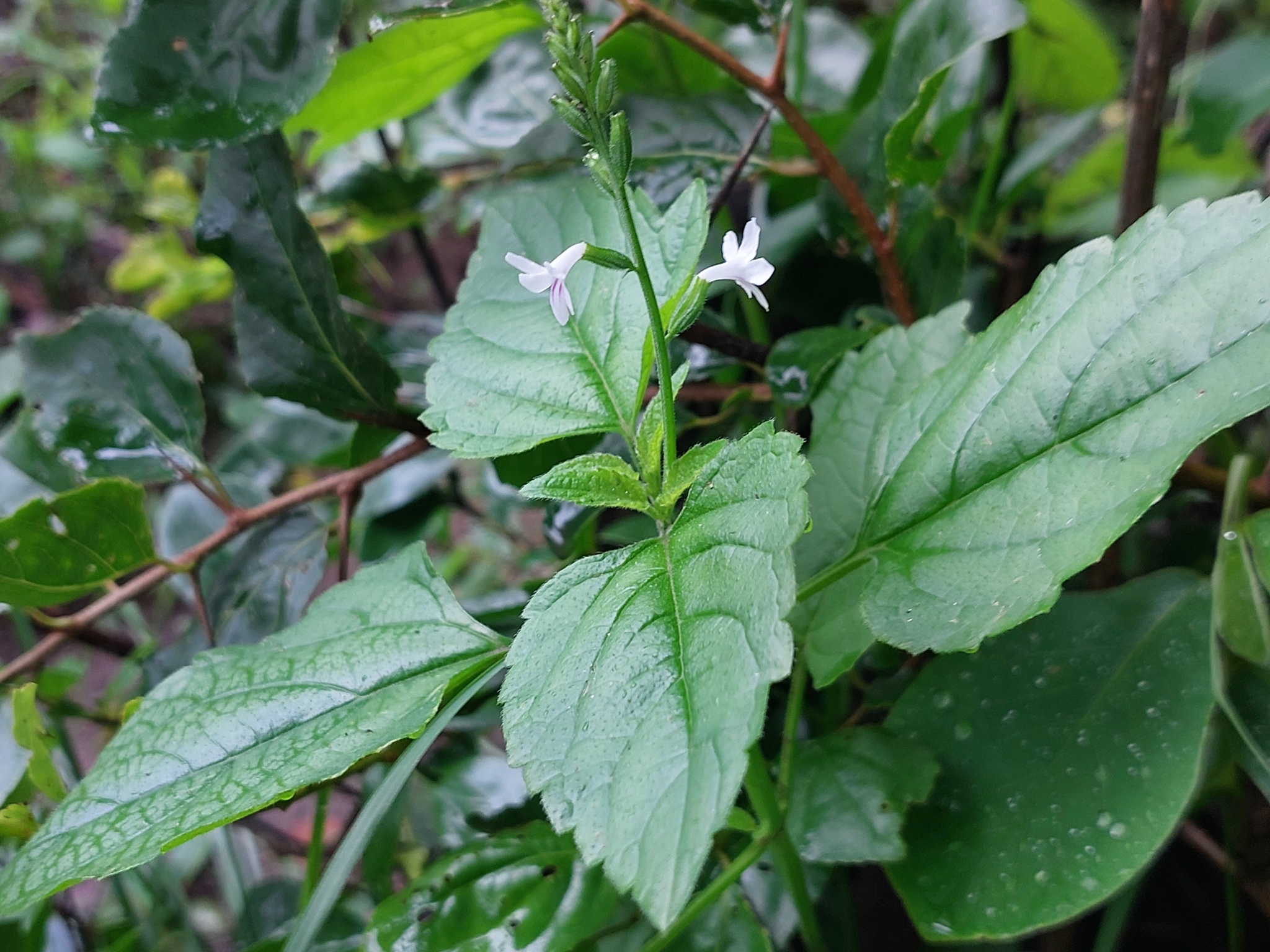Imagem de Priva flabelliformis