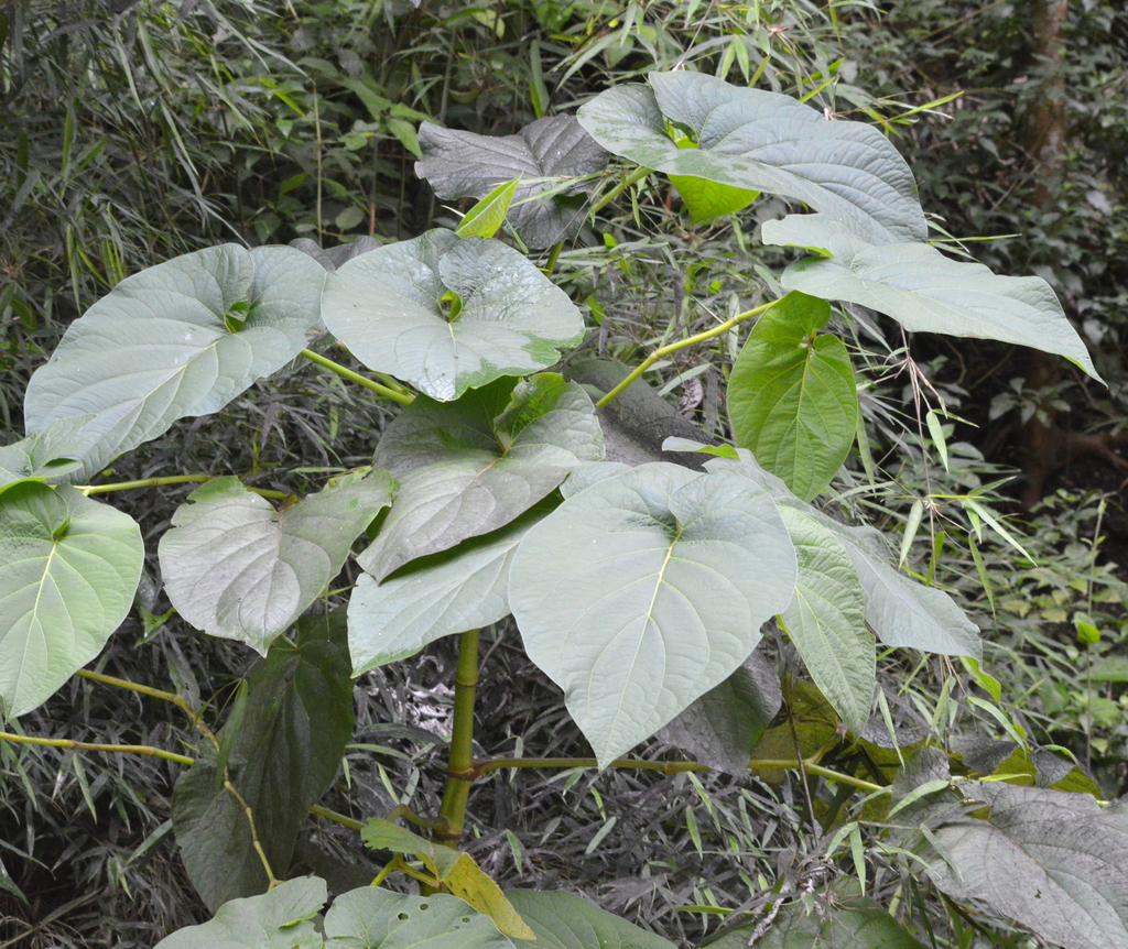 Foto de Amazônia