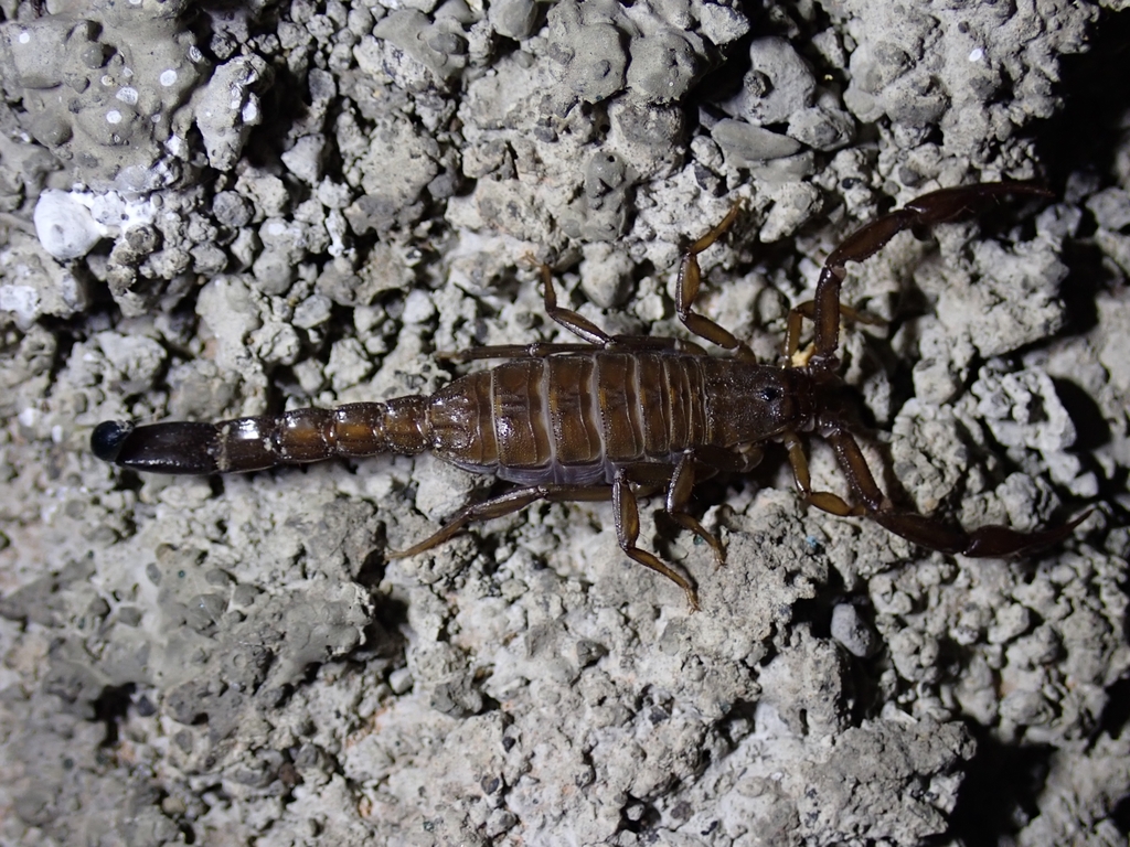 Vaejovis nigrescens