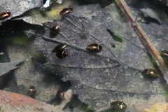 Lacconectus formosanus