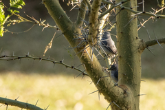 Fraseria caerulescens
