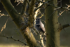 Fraseria caerulescens