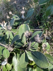 Pachystegia insignis
