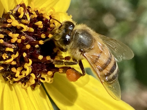 iNaturalist observation photo of Western Honey Bee