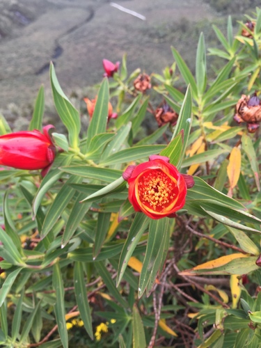 Hypericum bequaertii image