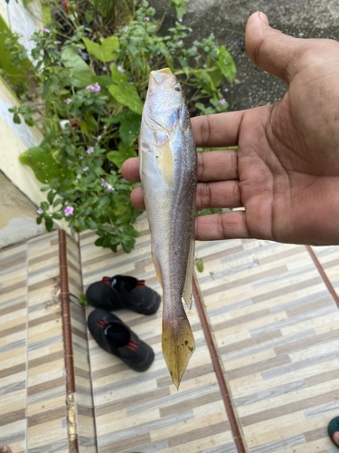Panna croaker (Panna microdon) — Sciaenidae — 2