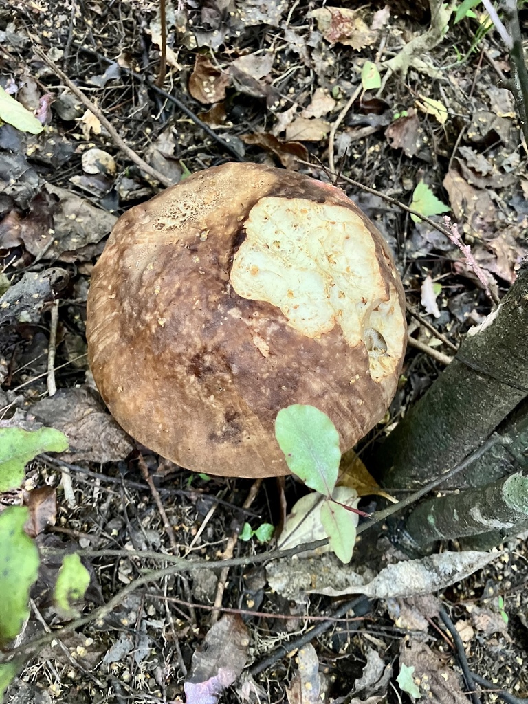 Leccinum scabrum · January 2025 · photo: © bihnz (iNaturalist, cc-by)