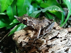 Pulchrana