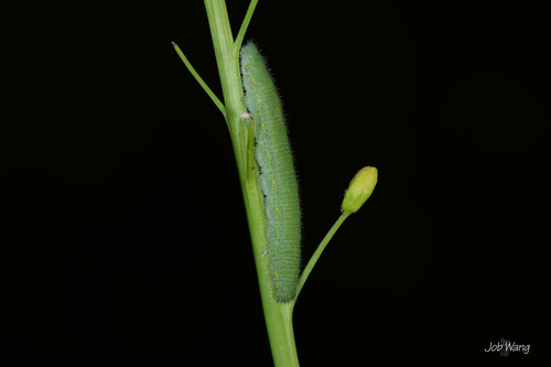 Small White, photo 4 of 9