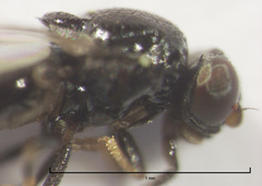 Siphunculina breviseta