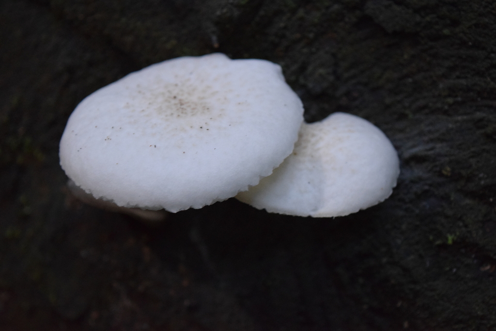 Oudemansiella australis · January 2025 · photo: © davidwhyte (iNaturalist, cc-by-sa)