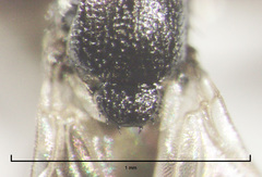 Siphunculina breviseta