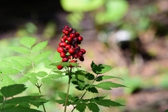 Actaea erythrocarpa